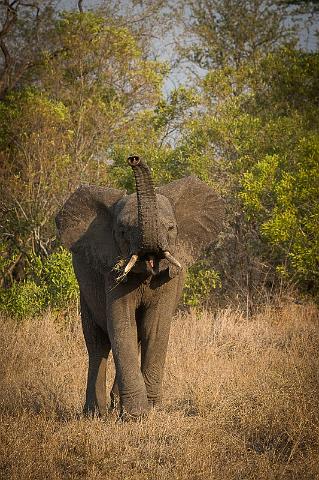 125 Zuid-Afrika, Sabi Sand Game Reserve.jpg